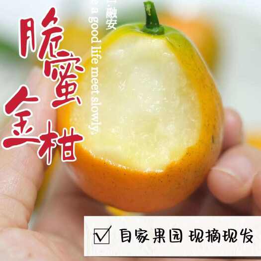 融安县融安脆蜜金桔，自家果园。现摘现发。可一件代发