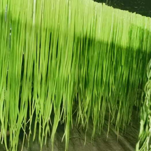 祥云县大理高原贡菜 价格实惠 味道鲜美 需要的朋友欢迎联系