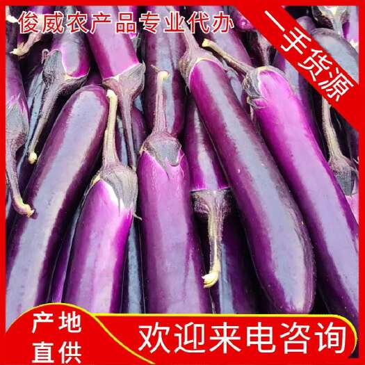 徐闻县【精品】湛江茄子，紫色长茄，产地直供，欢迎采购!