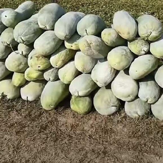 大量白皮冬瓜出售，价格从优