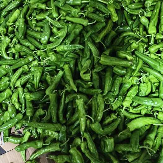 昌宁县精品青椒 线椒 小米椒