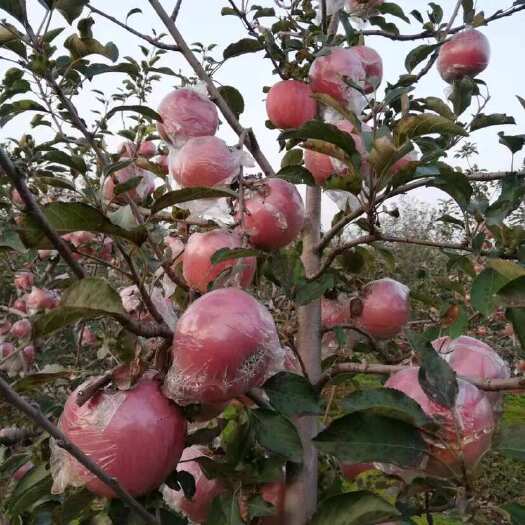 礼泉县陕西礼泉膜袋红富士苹果带箱5.2斤