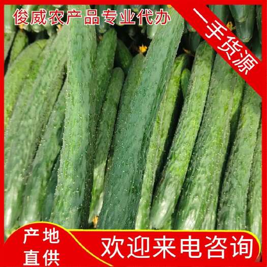 安顺【精品】密刺青瓜，黄瓜，大量上市，全国发货，欢迎采购