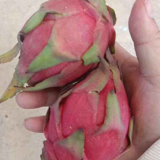 扶绥县火龙果
