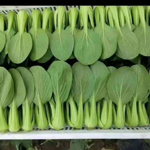曹县山东曹县大棚种植深绿上海青小白菜10 15cm现摘现发