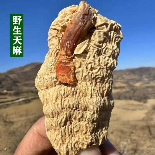 文山市天麻 云南也笙天麻