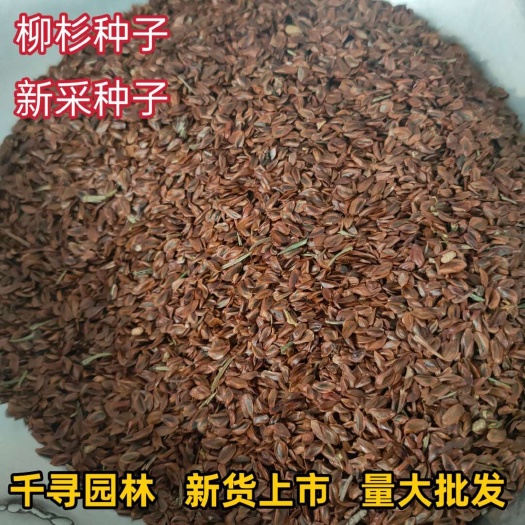 柳杉种子 新采 柳杉种子 落羽杉种子苗木植物树种子林木种子