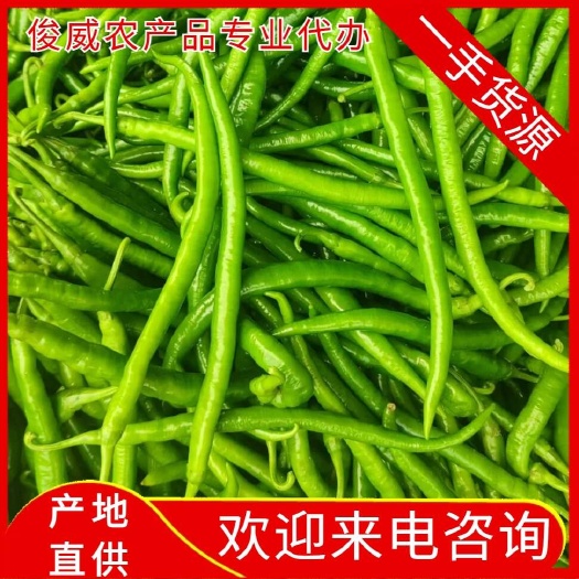 【精品】湛江鮮辣椒，線椒，大量上市，質(zhì)量保證，歡迎采購...