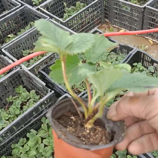 沭阳县优质红颜小碗苗。