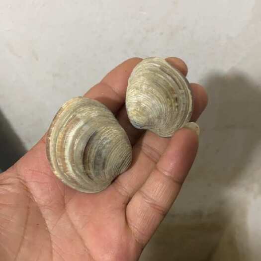 连云港江苏赣榆优质美贝 速发新鲜直达，商用批发
