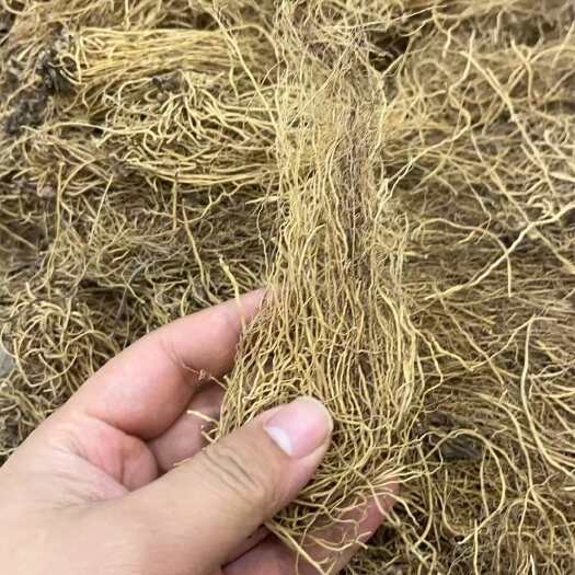 成都辽细辛 北细辛