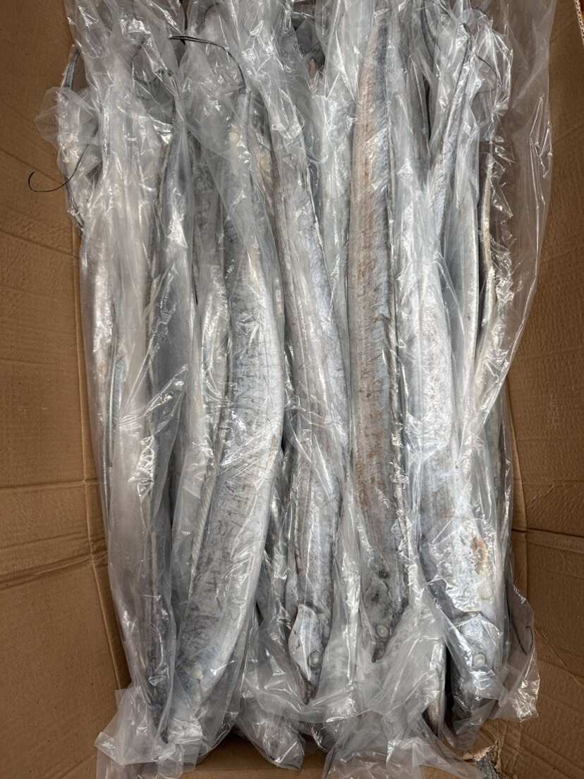 威海荣成新鲜刀鱼 500g/700g份 产地直发 水产精品