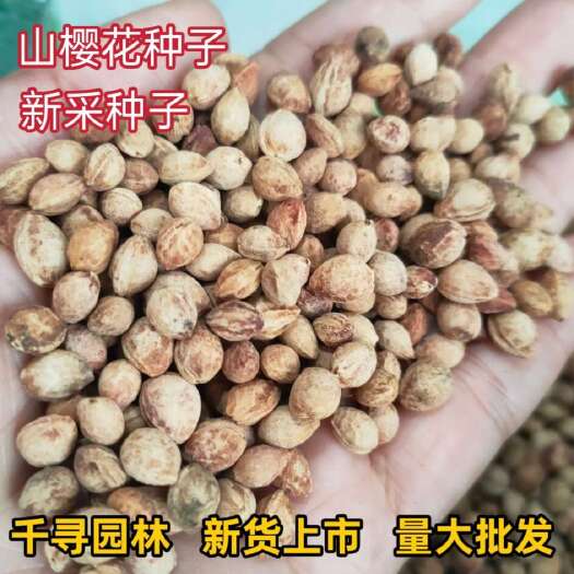 九江福建山樱花种子 樱花种子 冬樱花种子批发