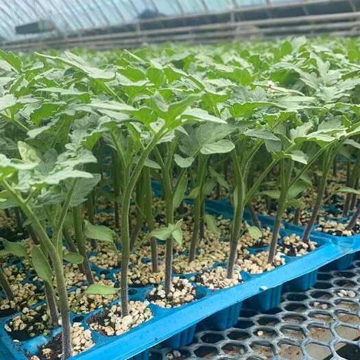 寿光市草莓番茄种子铁皮柿子油柿子特色绿肩绿腚西红柿种籽种苗包邮