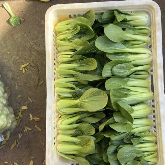 中牟县精品大棚上海青，每天大量有货