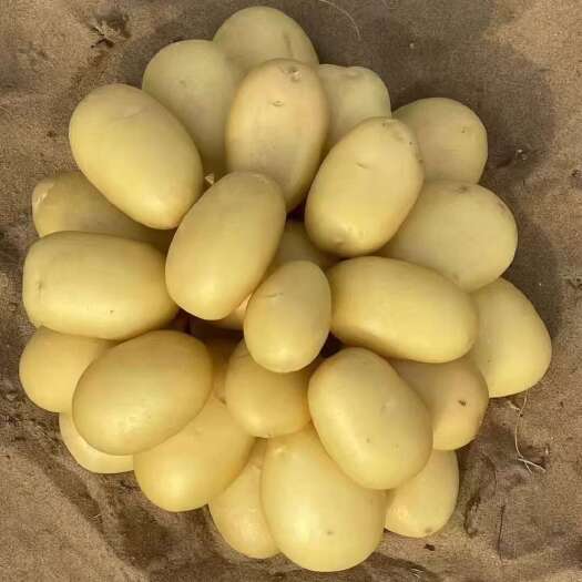 围场县物美价廉黄皮黄心