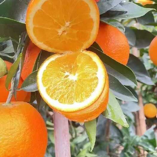 脐橙，味道香甜，果园现摘现发，