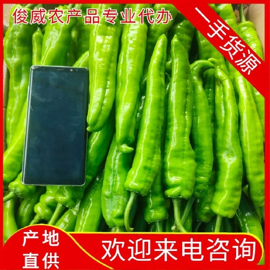 【精品】湛江辣椒、黄皮尖椒、尖椒、牛角椒、量大质优,全国发货