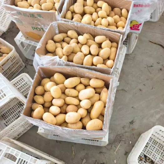 新疆土豆，一级二级三级！万吨冷库！货量充足