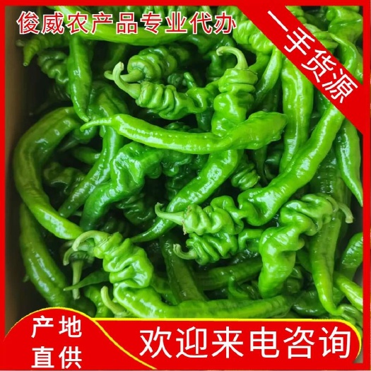 【精品】湛江鮮辣椒，螺絲椒，量大質(zhì)優(yōu)，品質(zhì)保證，歡迎采購!