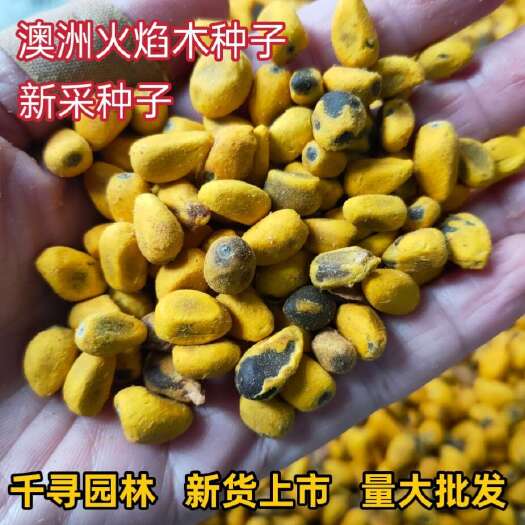 九江澳洲火焰木种子 黄花风铃木种子 林木种子批发