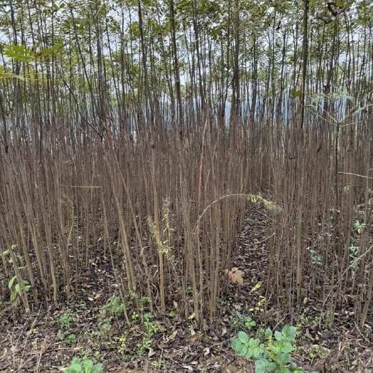 大方县红油香椿苗 毕节大方县直发 植株健壮 香味浓郁