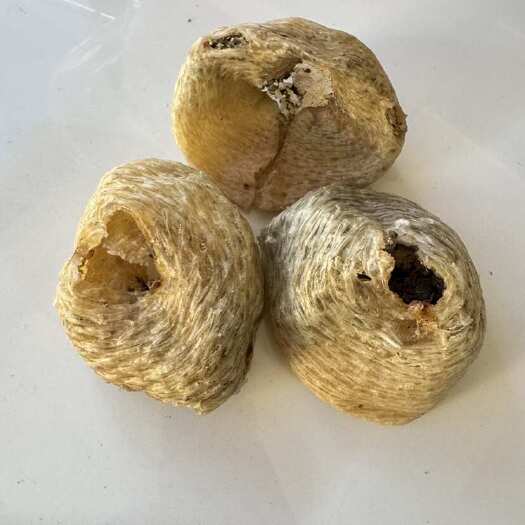 北海刺龟皮大号足干拔刺鱼皮 煲汤 营养10-13个一斤