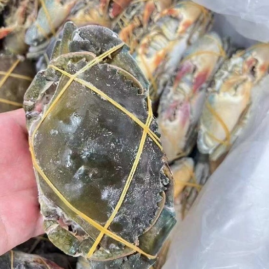 连云港青蟹大青蟹鲜活速冻肉蟹公蟹菜鲟新鲜螃蟹肉蟹煲香辣蟹活冻实惠装