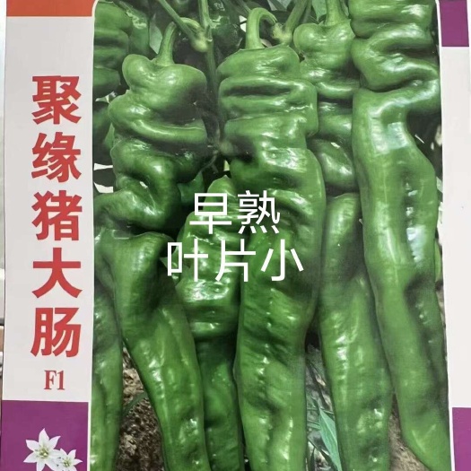 扶沟县猪大肠螺丝椒种子早熟大果连续结果多而大12克亩3000株