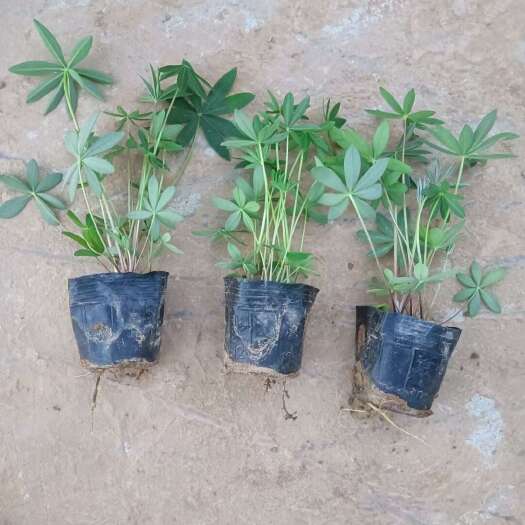 青州市批发羽扇豆杯苗 鲁冰花小苗 羽扇豆种植 绿化工程苗羽扇