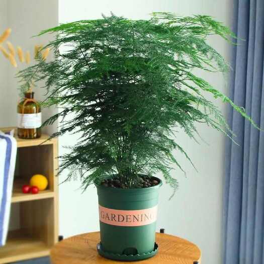 成都【聚财转运】文竹盆栽室内绿植水培植物文竹大苗好养四季常青