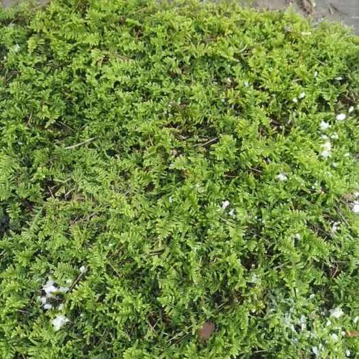 上饶苔藓，大灰藓