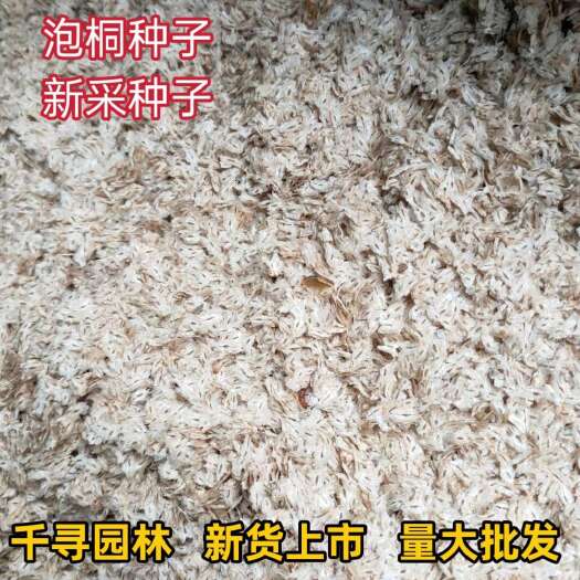 九江新采泡桐种子白花泡桐树大果泡桐空桐木水桐桐木树 紫花泡桐种籽