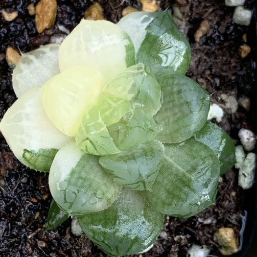 屏南县锦化十二卷多肉植物