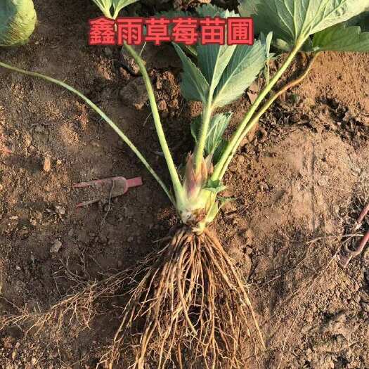 顺平县红颜、章姬、宁玉等大量草莓苗供应，价格跳水
