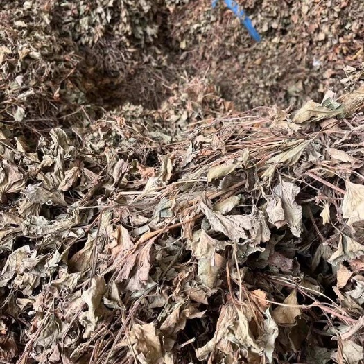 什邡市鱼腥草干货