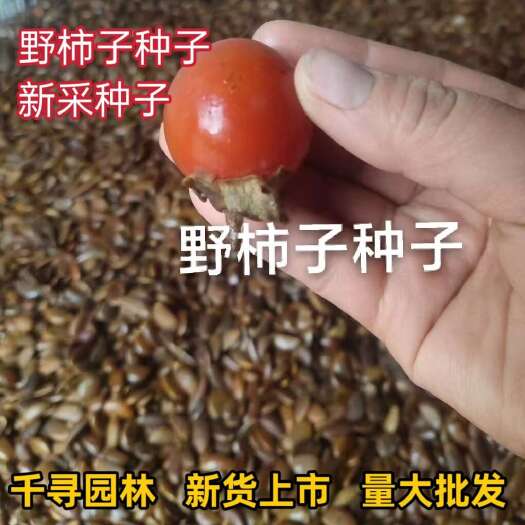 九江新野柿子种子 软枣种子 君迁子种子 柿子树种子 嫁接砧木种子