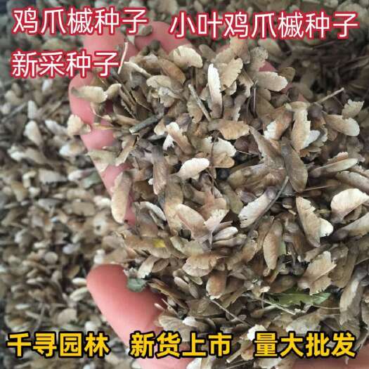 新采新种籽 鸡爪槭种子 鸡爪枫种子 小叶鸡爪槭种子 林木种子