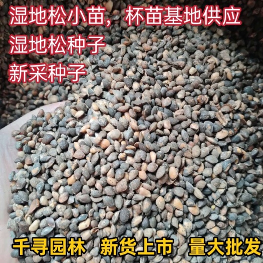 新采 湿地松种子 古巴松 松树 绿化行道 林木 苗木树