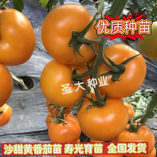 硬粉番茄苗 口感黄番茄苗水果西红柿苗—大果 沙甜 越冬早春苗