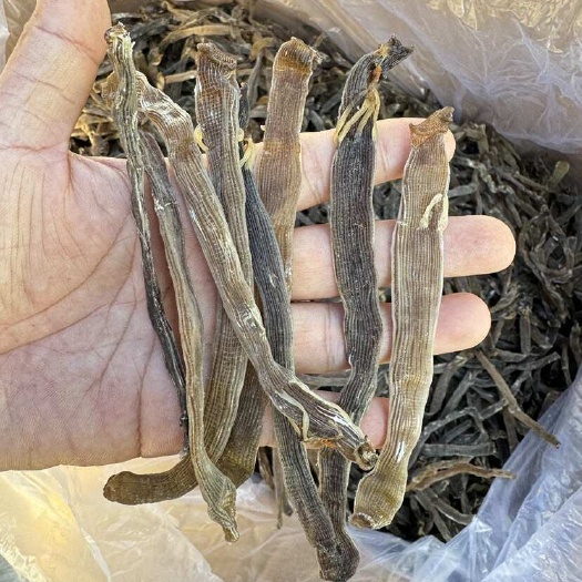 北海北海深海沙虫干 大灰虫 灰沙虫 300条左右一斤 大号干货