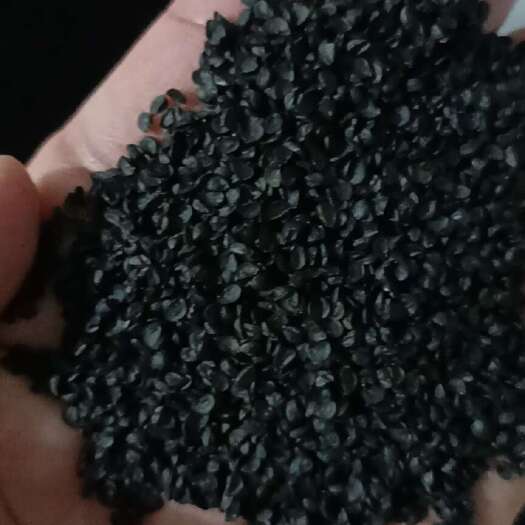 济南日本大葱种子，颜色浓绿，直立性好，抗病性强