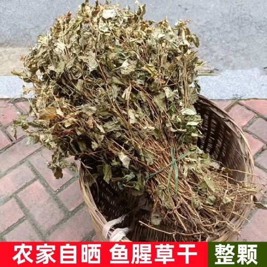会同县湖南野生鱼腥草干货整根晒干无硫