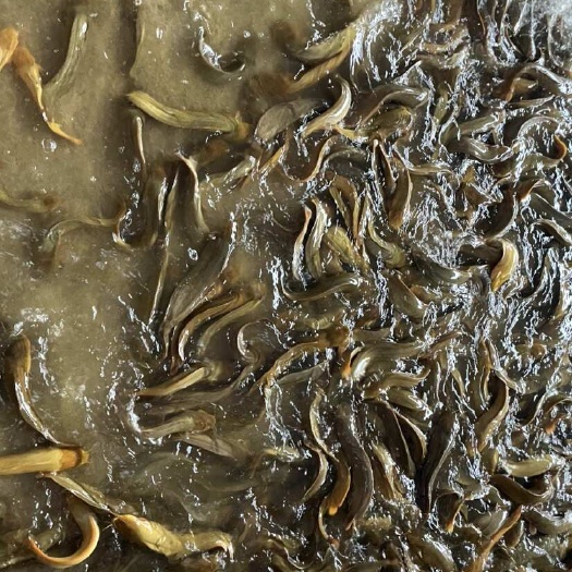 桂平市皇妃一号塘角鱼，本地三黄塘角鱼，大量批发，零售水产