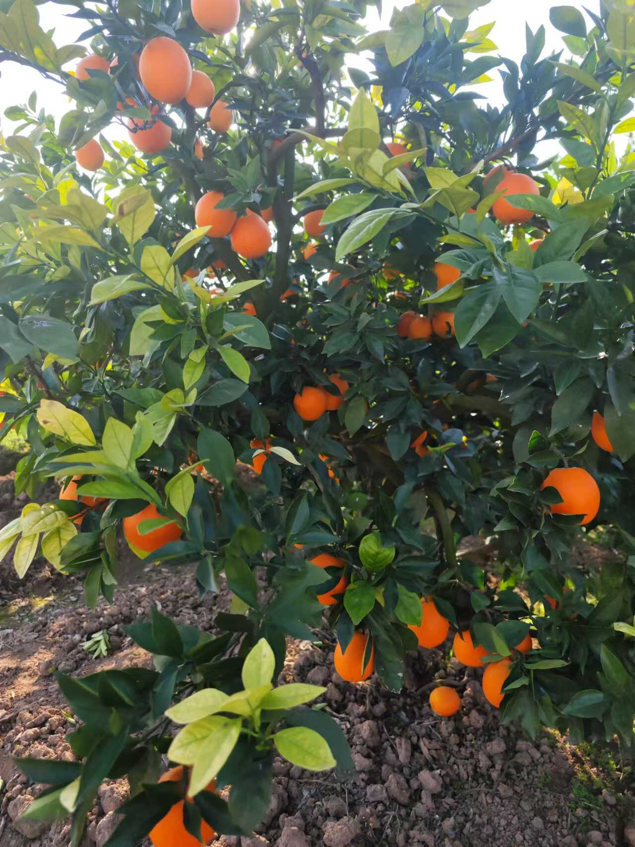 湖北纽荷尔脐橙 甜度高 汁水足