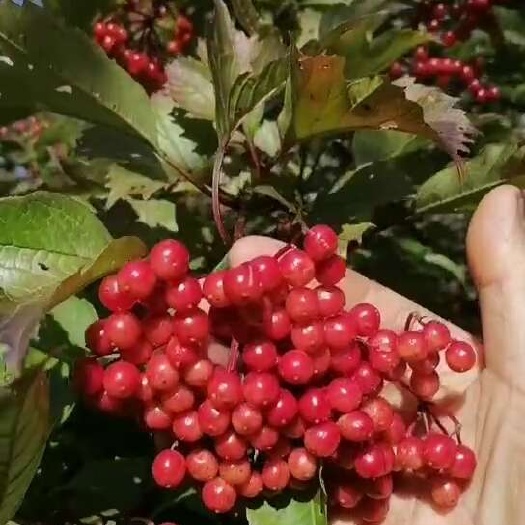 安图县接骨木种苗.老苗.东北接骨木天目琼花种子绿化苗种