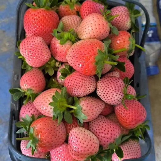 专做草莓批发市场 有自己的草莓基地品质有保障