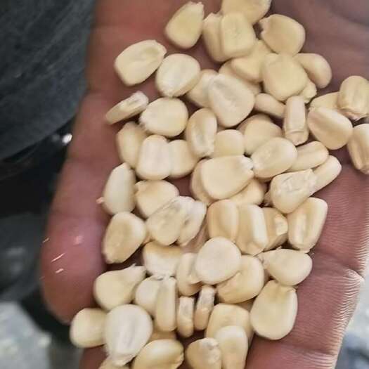 古浪县白玉米粒