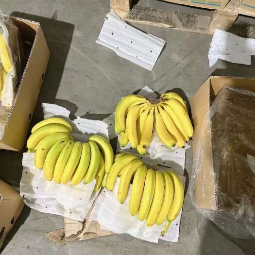 邯郸专业批发云南广东广西香蕉，质量三包。价格便宜量大从优。