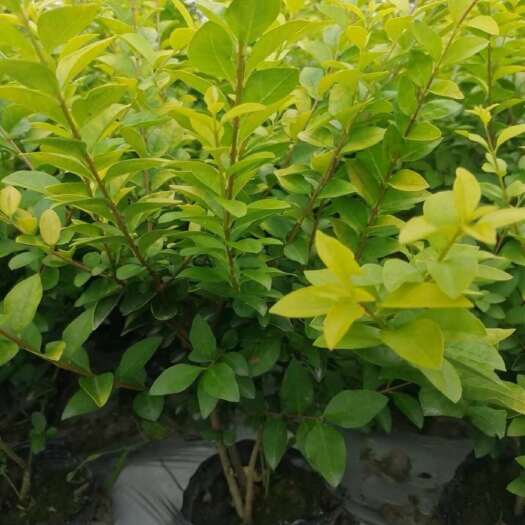 沭阳县高度40-60厘米金森女贞苗